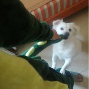 小猪达