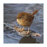 你有猫，我没有