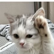 笠