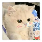 爱嘤斯坦