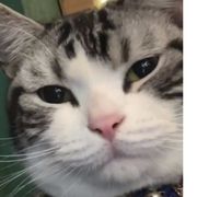中律