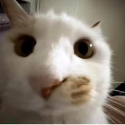 林