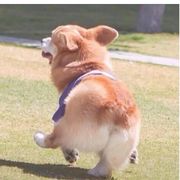 和风麻薯