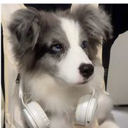 阳阳