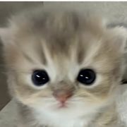 单机游戏
