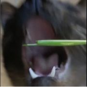 木木