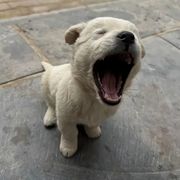 猪猪哒咩