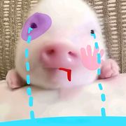 小猪🍼