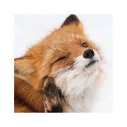 长元