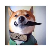 造孽