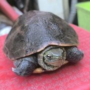 游戏咸鱼的阿王