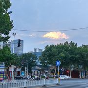 海棠皂荚