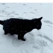 秀妍我是你的🐶！