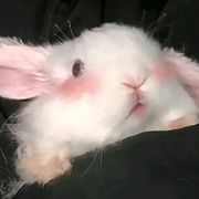 鲤鱼丸一