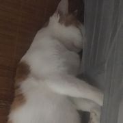 青箬笠