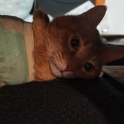 三毛会飞