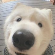小天才