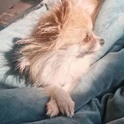阿犽