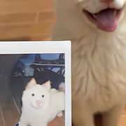 喃喃小忻