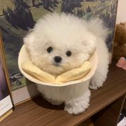 小A