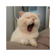 猫猫虫失去梦想