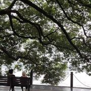 龙仔