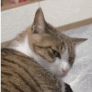 ……