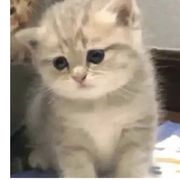 小鱼