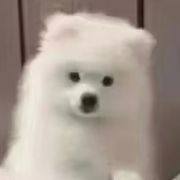 厚芋泥波波奶茶