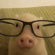 🐷