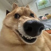 给个七小米