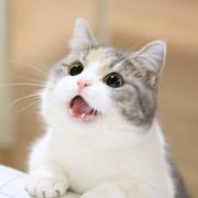 艾斯莱特