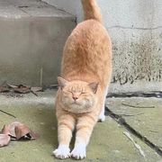 S 丶