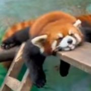 这世上永远不缺粪游