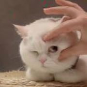 橙橙