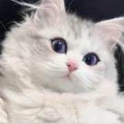 暗影中的卡牌玩家