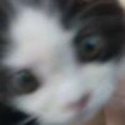 只是只猫