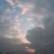 野猫.