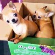 心怡 Xinyi