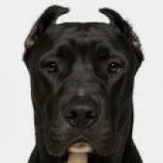 大黑狗游戏工作室