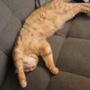 出师未捷先挂东南枝