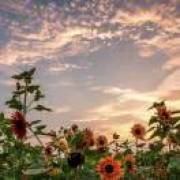 陌上花开
