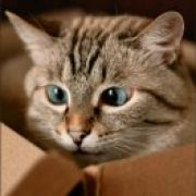 今夜我不关心人类