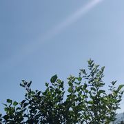 云鲸