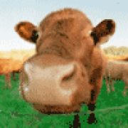 风吹不倒的男子