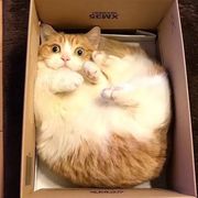 鬼鬼祟祟的大魔王