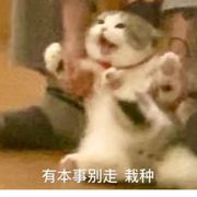 猫的石榴