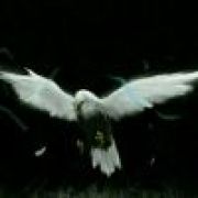 ༺༈傲༒战༈༻