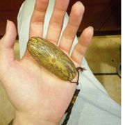 也不行(▼皿▼#)