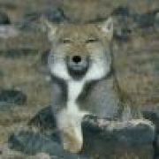 瑟瑟发抖不敢说话